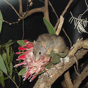 Dibbler (Parantechinus apicalis)