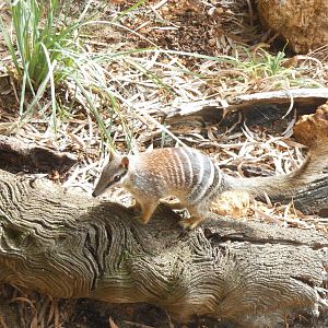 Numbat (Myrmecobius fasciatus)