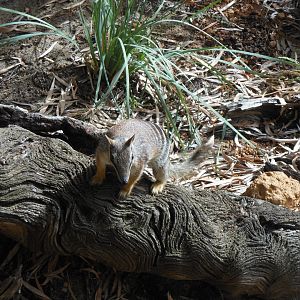 Numbat (Myrmecobius fasciatus)