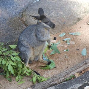 Western Brush Wallaby (Macropus irma)