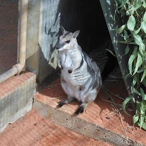 Short-eared Rock-wallaby (Petrogale brachyotis)
