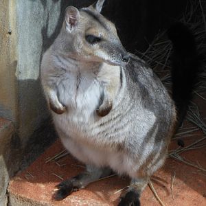 Short-eared Rock-wallaby (Petrogale brachyotis)