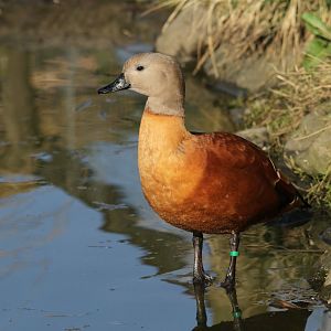 South African Shelduck