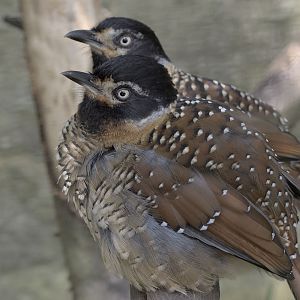 Spotted laughing thrushes