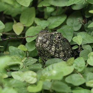 Chinese crocodile lizard