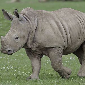 White rhino calf 'Belle'
