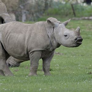 White rhino calf 'Alan' reacts to scent