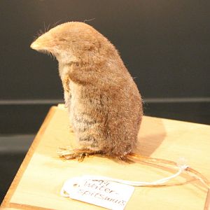 Eurasian water shrew