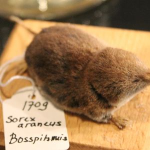 Common shrew
