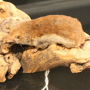 Crowned shrew