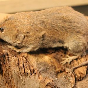 Greater white-toothed shrew