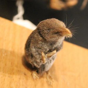 Eurasian pygmy shrew