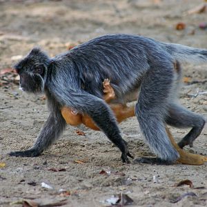 Silvered Leaf Monkey (Trachypithecus cristatus) with baby