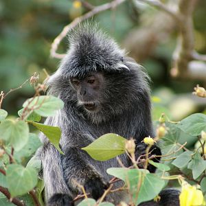 Silvered Leaf Monkey (Trachypithecus cristatus)