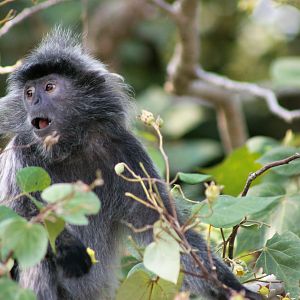 Silvered Leaf Monkey (Trachypithecus cristatus)