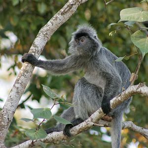 Silvered Leaf Monkey (Trachypithecus cristatus)