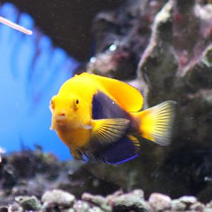 Centropyge acanthops