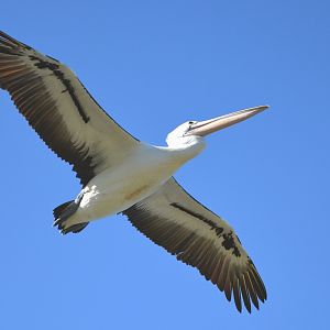 Pelican