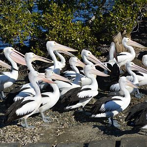 Pelicans 3