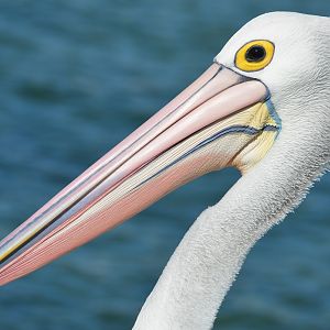 Pelican 4