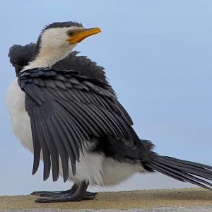Little pied cormorant