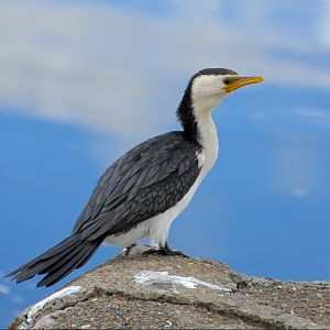 Little pied cormorant 2