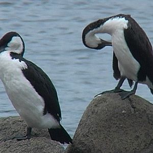 Black-faced cormorants