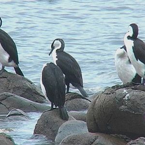 Black-faced cormorants