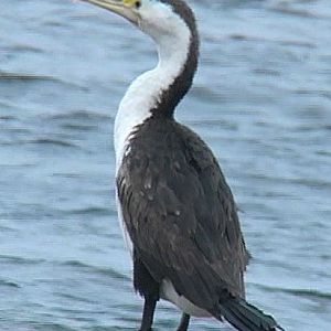 Pied cormorant