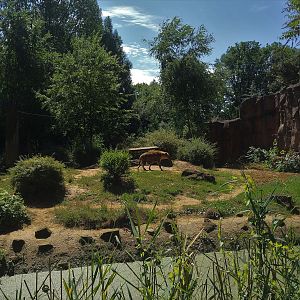 Spotted Hyaena Enclosure