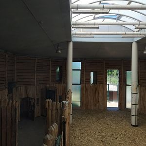 Giraffe Indoors