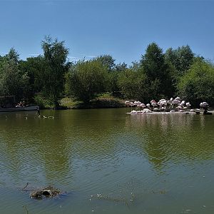 Flamingos from Boat