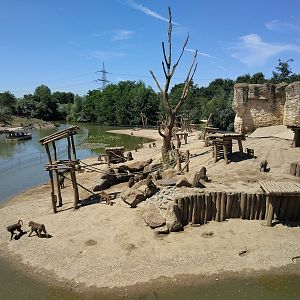 Olive Baboon Enclosure