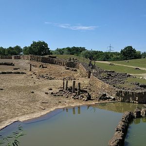 Rhino Area - Savannah