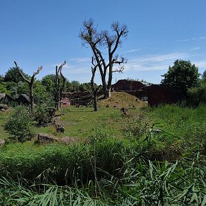 Chimpanzee Enclosure