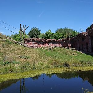 Chimpanzee Enclosure