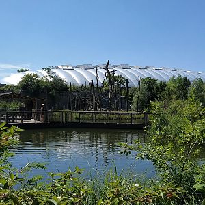 Orangutan/Rainforest Building