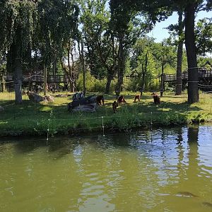 Orangutan and Grey Langur Enclosure