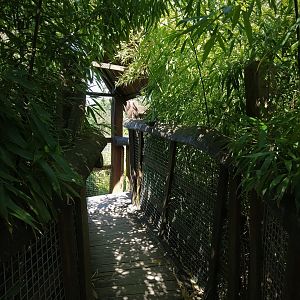 Treetop Walkway overlooking Orangutan/Langur Island