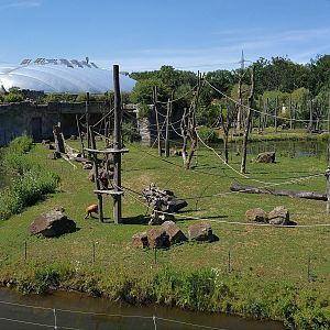 View back to Rainforest Building over Orangutan/Langur Island