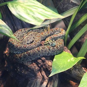 Red-Spotted Pitviper