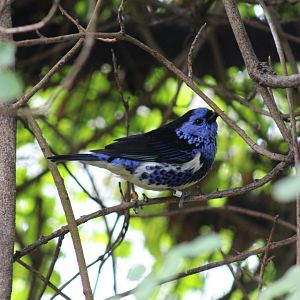 Turquoise Tanager
