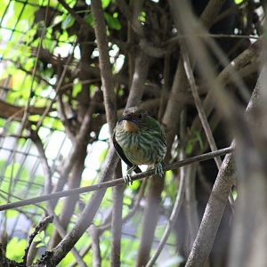 Female Purple Honeycreeper