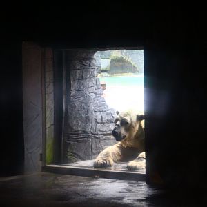 Inuka the Polar Bear (1990 - 2018)