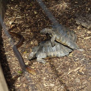 Marginated Tortoise & European Legless Lizard