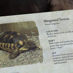 Marginated Tortoise Signage