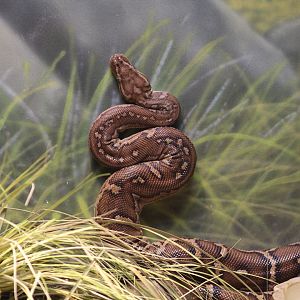 Angolan Python
