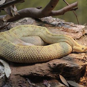 Northwestern Neotropical Rattlesnake