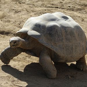 Galápagos Giant Tortoise