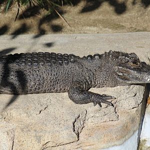 Chinese Alligator